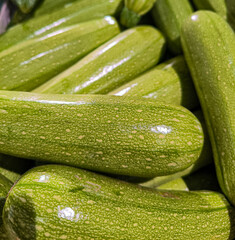 Close-up of a zucchini, highlighting its smooth texture and vibrant green color.