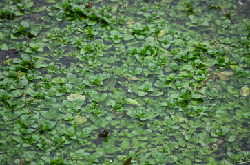 green moss on the wall