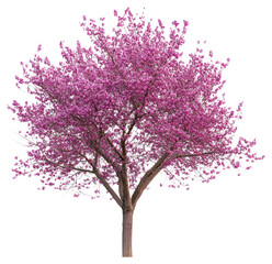 Naklejka premium PNG Eastern Redbud tree blossom flowers spring.