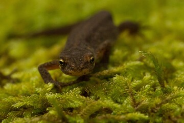 smooth newt, lissotriton vulgaris, europan, common, northern, amphibian, tailed, moss, closeup