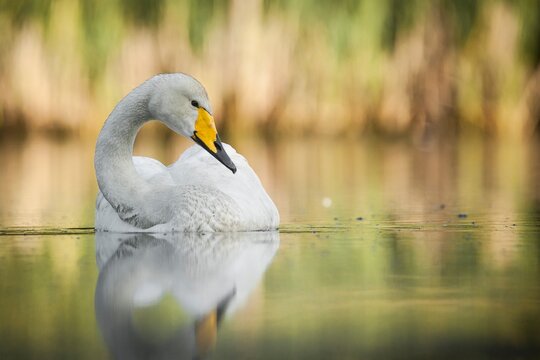 whooper swan on the water cygnus cygnus, beak, neck, head, portrait, appearance, in the wild, beautiful, background