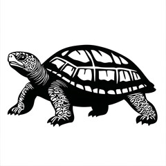 Fototapeta premium turtle