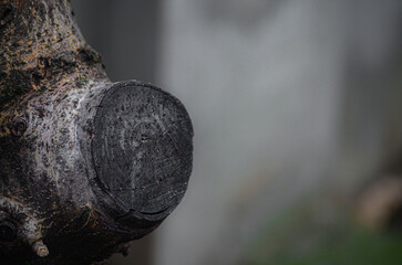 A tree trunk with ample space beside it, perfect for placing background elements, text, or additional decor.