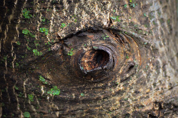 A close-up of a wood grain in the shape of an eye.