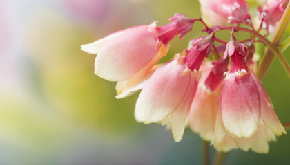 Obraz premium Pink spring flower background