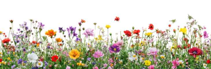 PNG Foreground flower gardens and meadows flowers spring blossoms.