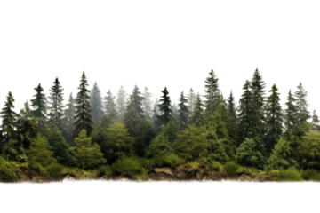 PNG Forest landscape border nature vegetation outdoors.