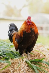 Giovane gallo in fattoria 