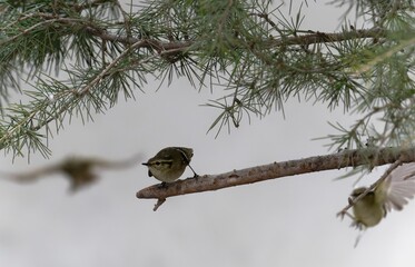 Yellow-browed Warbler