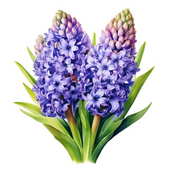 watercolor hyacinth isolata ed on white background