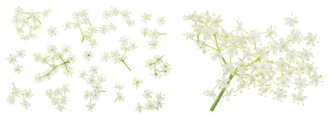 Elderberry flower or Sambucus nigra isolated on a white background.