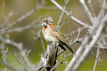 Sparrow bird chirps on a branch in chilean patagonia
