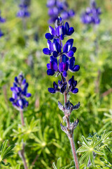 Lupinus pilosus is a species of edible flowering plant from the Fabaceae family that grows in Mediterranean shrublands.