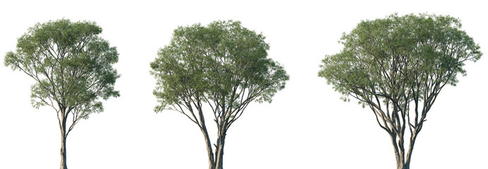 Set of Salix caroliniana (commonly known as the coastal plain willow) isolated png in sunny daylight on a transparent background perfectly cutout © Viktoria