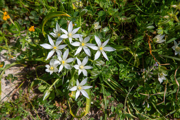 Ornithogalum umbellatum. Wild flowers in their natural environment.