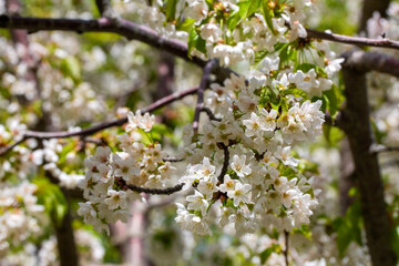 Blooming cherry trees in spring. Cherry flower.