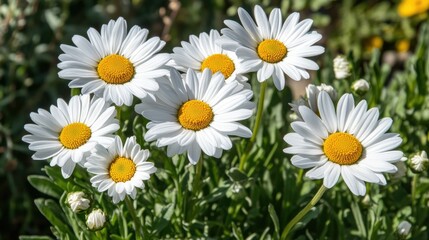 Obraz premium Close-up of daisies in a spring field, with soft sunlight enhancing the seamless floral texture