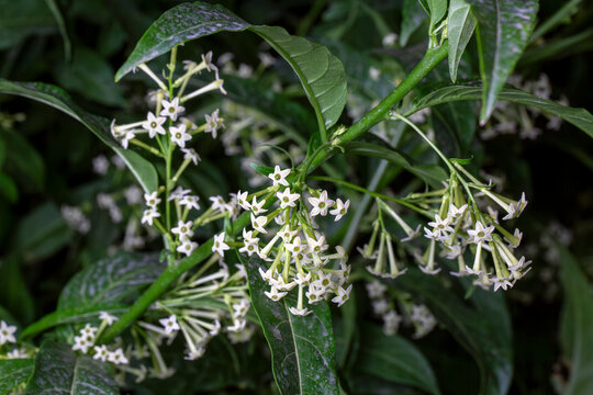 Cestrum nocturnum or Night Blooming Jasmine, the plant wich have scent in the night