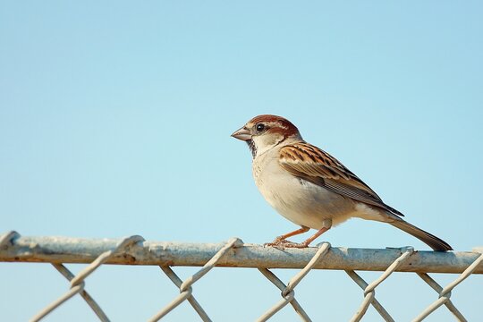 A small brown sparrow perched on a chain-link fence against a clear blue sky, showcasing nature's beauty