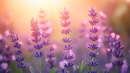 Obraz premium Purple lavender flowers in a field at sunset. Warm light illuminates the blossoms, creating a serene and peaceful atmosphere. Soft focus and shallow