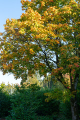Leaves on some trees are now turning yellow and orange, whereas others are still green. Beautuful colorful scene under a blue autumn sky. Vertical.