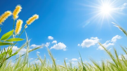 Sunny field landscape with blue sky, fluffy clouds, and wildflowers