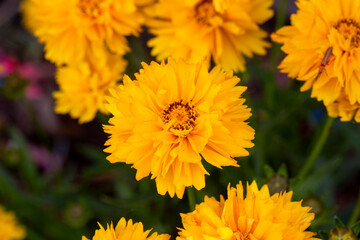 Yellow flowers of Coreopsis grandiflora plant
