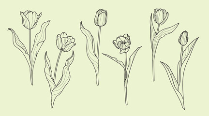 Set of tulip flowers in lineart style. Springtime flower vintage boho style for textiles, wall art, fabric, wedding invitation, cover design. Vector illustrations.