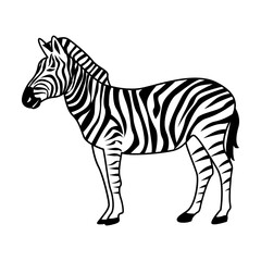 Zebra Illustration