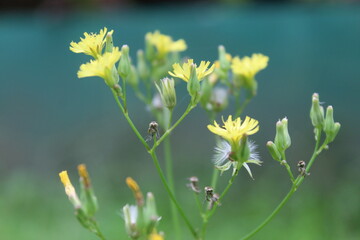 Flower Nipplewort  Lapsana communis  Wildflowers  Asteraceae