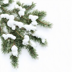 Obraz premium Snow-Covered Pine Branches with Green Needles and White Frost