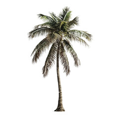 Obraz premium Palm tree is standing tall and alone on a white background