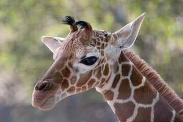 African Reticulated giraffe (Giraffa reticulata)