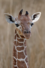 Reticulated giraffe (Giraffa reticulata) looking at camera