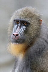 portrait of a mandrill (Mandrillus sphinx)