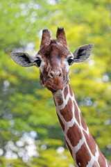 Reticulated giraffe (Giraffa reticulata) looking at camera