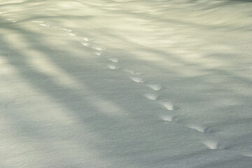 Animal tracks covered by snow in the woods in winter with shadows room for text suitable as background shot  Wasaga Provincial Park Ontario