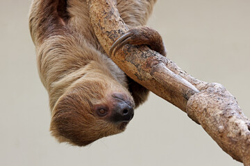 Linnaeus's two-toed sloth (Choloepus didactylus) close up view