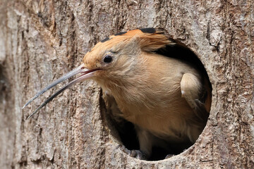 The Eurasian hoopoe (Upupa epops) in natural habitat © Edwin Butter