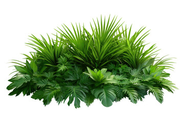 Fototapeta premium A lush arrangement of tropical plants, ideal for decoration or landscaping purposes.