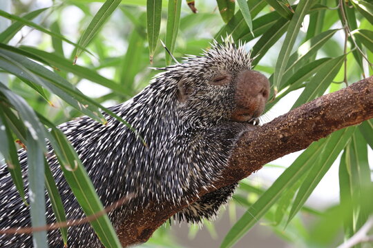 a closeup of a cute Brazilian porcupine (Coendou prehensilis) on the tree