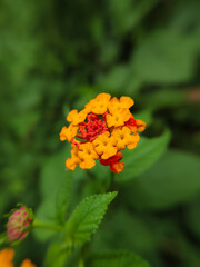 Chicken manure plant, saliara or flowering tembelekan (Lantana camara)