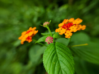 Chicken manure plant, saliara or flowering tembelekan (Lantana camara)