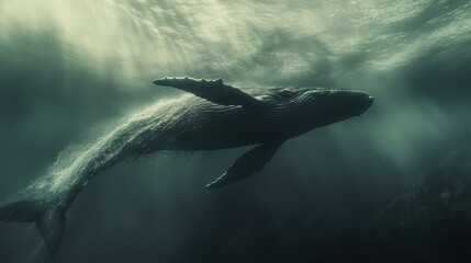 Obraz premium Majestic humpback whale swimming underwater, sunbeams illuminating its form.