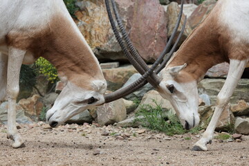 Oryx dammahes fighting in wild, nature