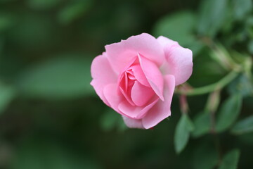 beautiful pink rose growing  in the garden