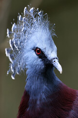 Victoria crowned pigeon (Goura victoria) on green natural background