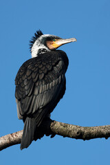 Great cormorant (Phalacrocorax carbo) sitting  on blue sky background