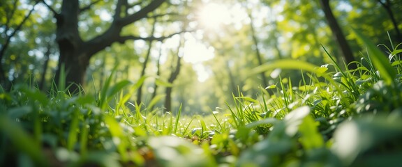 Obraz premium Sunlight filters through the trees illuminating the lush green grass in the forest