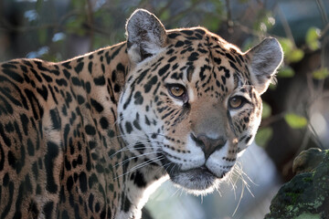 portrait of Jaguar (Panthera Onca) in wild